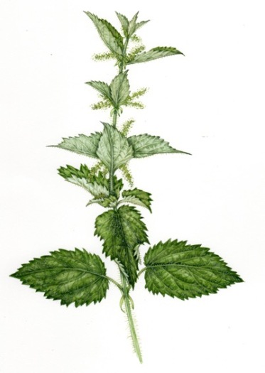 Common Nettle FINAL Urtica dioica